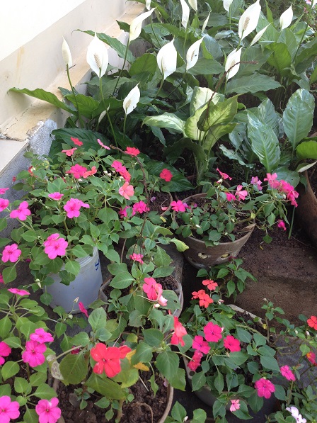 Hoa Mai Địa Thảo và Bạch Trầm Hương