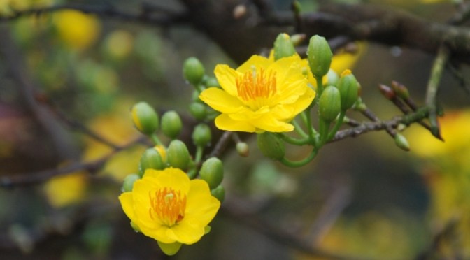 Thư gởi đầu năm của Chúa