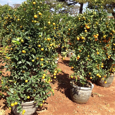 1/ Ảnh khu vực bán cây quất cảnh