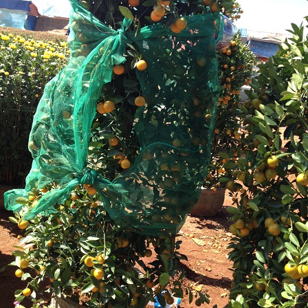 1/ Ảnh khu vực bán cây quất cảnh