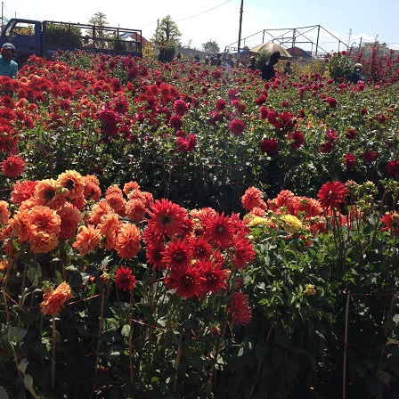 3/ Ảnh khu vực dành riếng bán hoa thược dược muôn màu rất đẹp, nhưng vắng tanh không có khách mua.