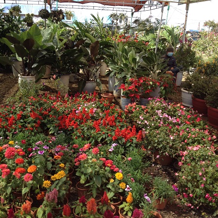 4/ Ảnh khu vực bán những loại hoa và cây cảnh thấp có thể chưng trên bàn trong những ngày Tết.