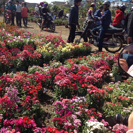5/ Ảnh khu vực bán hoa muôn màu muôn sắc rất đẹp, chỉ có người canh giữ không có người mua.