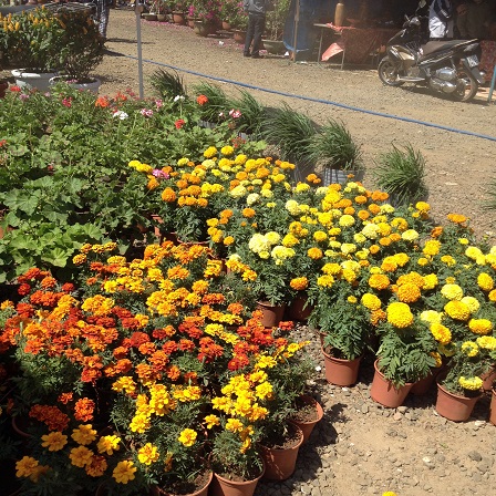 6/ Ảnh khu vực chưng bán hoa vạn thọ và các loại bình hoa nhỏ khác.