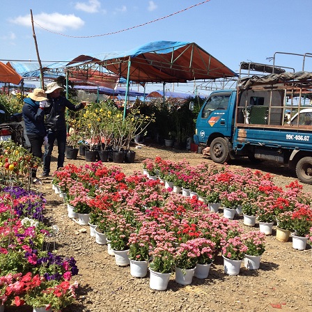 7/ Ảnh hoa, xe chuyển hoa, những người canh hoa và nhà bạt nghỉ đêm của những người giữ bán hoa Tết.