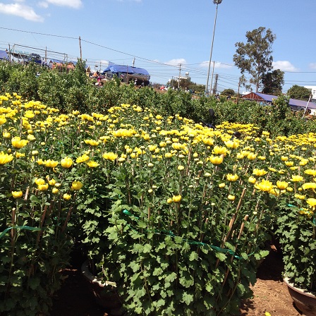 8/ Ảnh những chậu cúc vàng to và những chậu quất cảnh lớn đều không có khách đến mua.