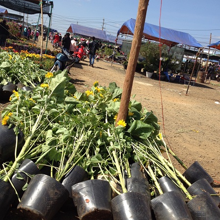10/ Ảnh những bình hoa hướng dương cao lớn có bông nở rất to không ai mua đã được chủ bán phá bỏ đổ đống ngay lúc 10g00 sáng 29 Tết năm 2016.