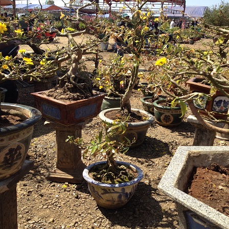 11/ Ảnh khu vực bán hoa mai lúc 10g00 sáng ngày 29 Tết cũng vắng tanh không có khách đến mua như những khu vực bán hoa khác trong chợ hoa Nguyễn Văn Cừ - Tp. Pleiku – Gialai.