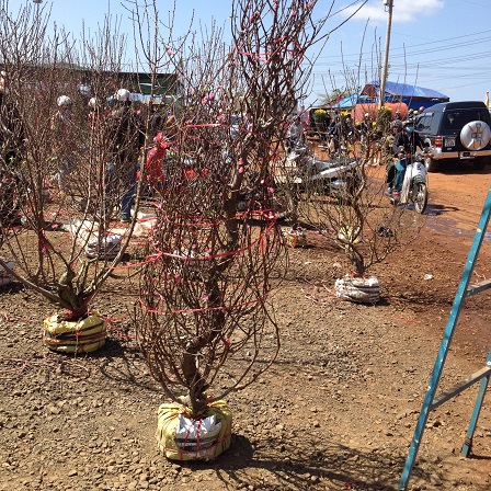 9/ Ảnh khu vực bán hoa đào cũng chỉ có người đi xem không thấy người mua.