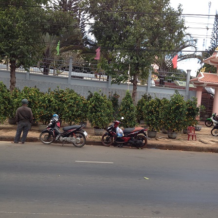 1/ Ảnh điểm bán cây quất cảnh trước ủy ban nhân dân huyện Ea H’Leo 9g00 sáng ngày 28 Tết 2016, chỉ thấy người canh giữ không thấy người mua.