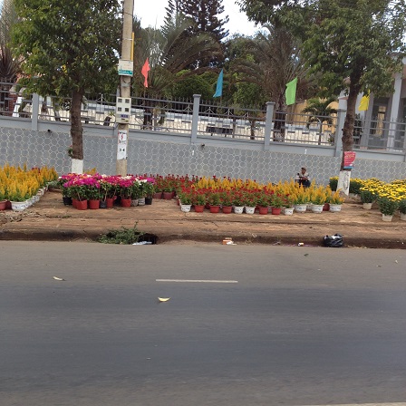 2/ Ảnh vắng khách mua trước điểm bán hoa chưng Tết, trên vỉa hè quốc lộ 14 trước ủy ban nhân dân huyện Ea H’Leo 9g00 sáng ngày 28 Tết 2016.