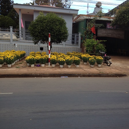 3/ Ảnh điểm bán hoa chưng Tết trên quốc lộ 14 trước ủy ban nhân dân huyện Ea H’Leo 9g00 sáng ngày 28 Tết 2016, cũng chỉ thấy người canh giữ không thấy người mua.