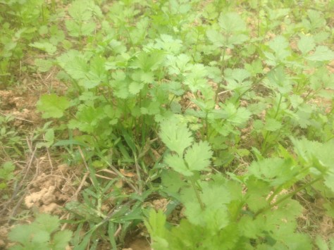 Những cây ngò rí đã lên dài sau 1 tháng rưỡi