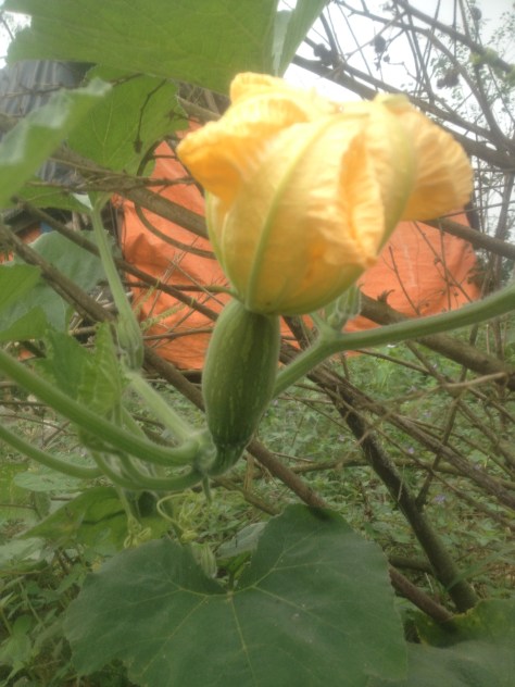 Bí đỏ đã lên được 3 trái