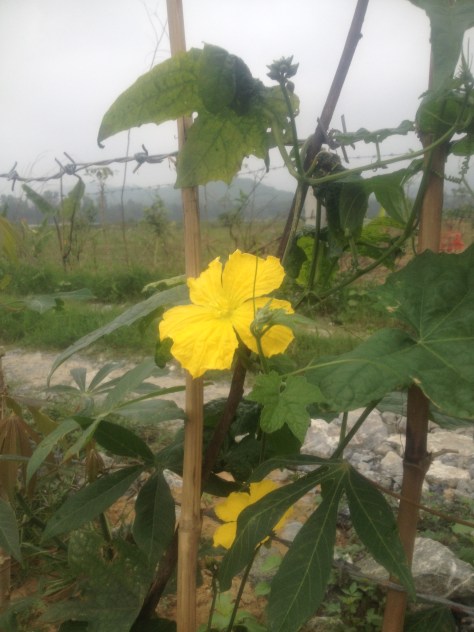 Mướp đang ra hoa và những trái nhỏ xíu