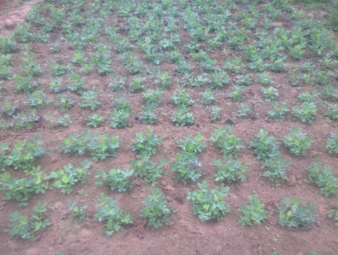 Luống đậu lạc được gieo theo cách truyền thống: cày đất và làm sạch cỏ (không phun thuốc diệt cỏ), bón phân chuồng.