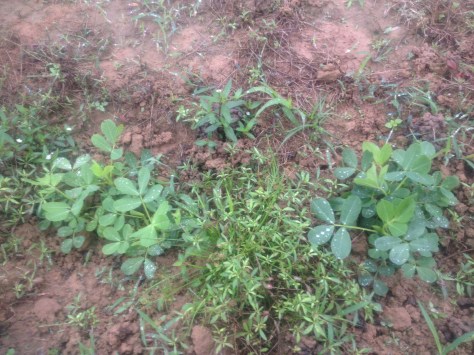 Luống này được gieo theo cách không cày đất, chỉ đào hố, bón phân chuồng và không làm sạch cỏ. Mục đích: không tác động nhiều lên hệ sinh thái tự nhiên. Luống này mình thấy có nhiều phân giun hơn và cây cũng lớn hơn một chút so với luống kia. Ảnh này mình chụp gần vì nếu chụp xa thì các bạn không nhận ra được đâu là cây cỏ, đâu là cây đậu.