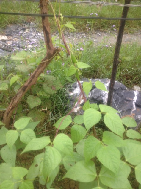 Những câu đậu được nhóm em trồng sát bờ rào. Bờ rào tạo thế để cây đậu bám và leo lên cao.