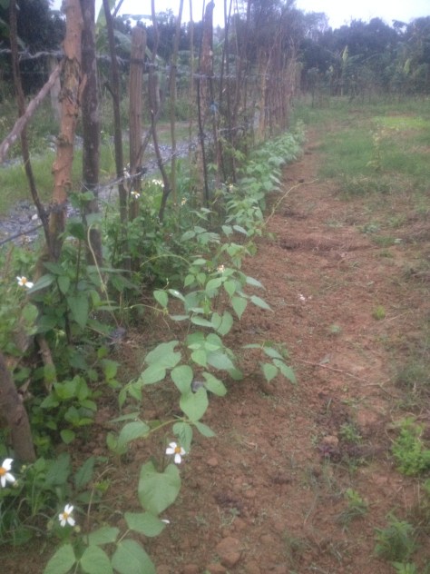 Cứ 3 cây đậu sát nhau thì chúng lại túm lại với nhau. Mỗi cây đưa ra 1 cánh tay dài của mình cho cây kia quấn vào. Cứ thế 3 cây tạo thành một sợi dây dài cứng cáp, cùng quấn vào hàng rào để cùng leo lên cao hơn. 