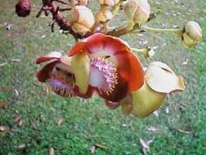 Hoa Sala - Hoa Đầu Lân