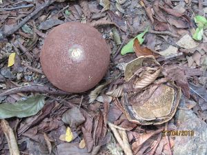 Trái Sala gìa rụng