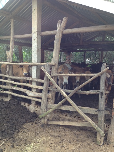 1/ Ảnh chuồng bò gia đình bố mẹ Thiếu bên xóm Đào.
