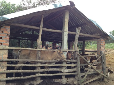 2/ Ảnh chuồng bò 30 con của gia đình bố mẹ Thiếu ở Xóm Đào