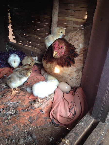 Ảnh ổ gà ấp mới nở của gia đình bố Lết bệnh nhân phong ở Làng phung Ea – Lân _ Yale.