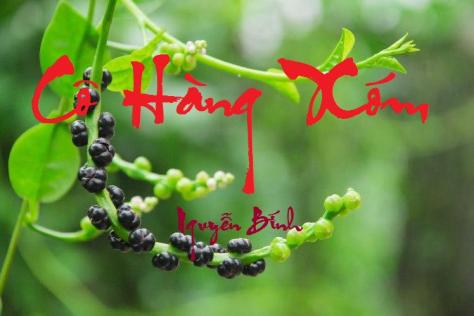 nguyenbinh_dậu mồng tơi