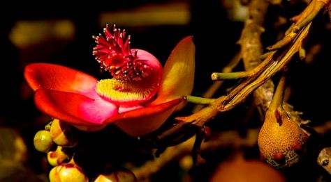 Hoa Sala Tĩch Lan (Hoa Đầu Lân) 