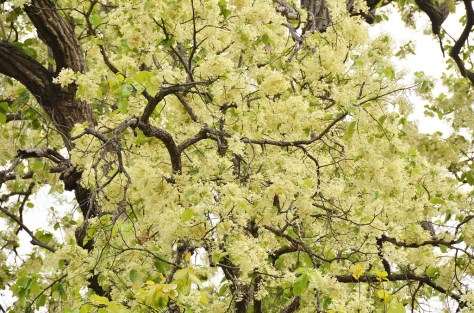 Tàn cây Hoa Sala Ấn Độ 