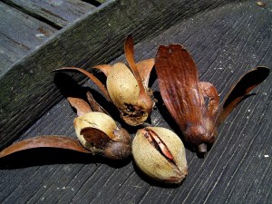 Hạt Sala (còn vỏ ngoài)