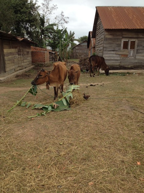 Ảnh những con bò Buôn Hằng mùa nắng.