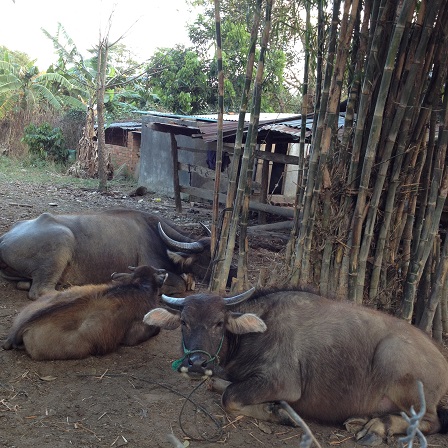 1/ Ảnh đàn trâu nhà bố mẹ Trim sau một ngày đi ăn, chiều về nằm nghỉ dưới bụi tre bên cạnh nhà.