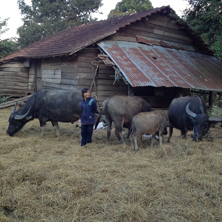 2/ Ảnh em Lim con gái bố mẹ Được chuẩn bị lùa đàn trâu vào chuồng.
