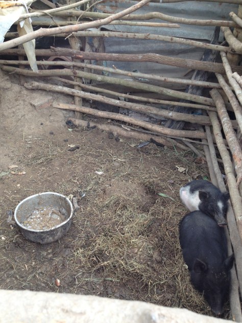 Ảnh chuồng heo gia đình bố mẹ Lim ở thôn Hai thật sơ xài, tội cho hai con heo nhỏ trong trời gió lạnh.