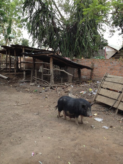 Ảnh con heo mẹ của gia đình bố mẹ Lắp ở thôn Tư