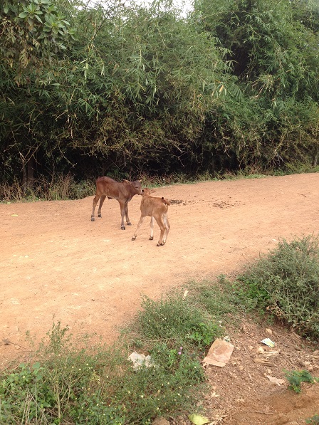 1/ Ảnh hai con bê một tháng tuổi của gia đình bố mẹ Thiếu, trên con đường về xóm Đào.