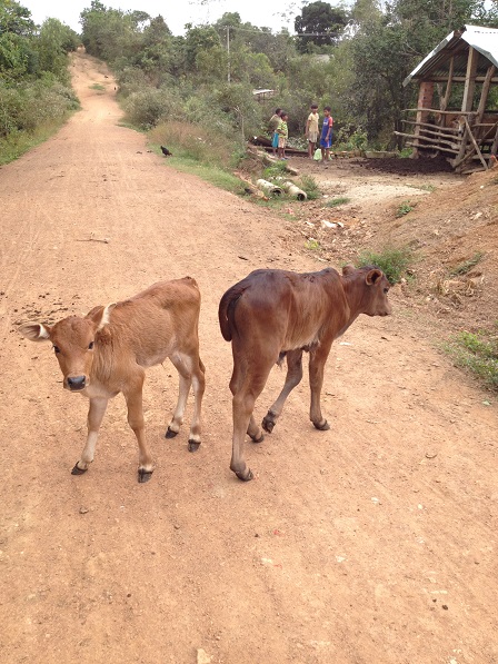 2/ Ảnh hai con bê trước cổng chuồng bò của gia đình bố mẹ Thiếu bên xóm Đào