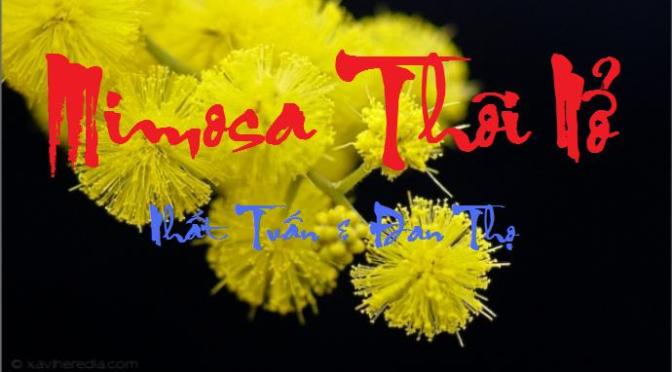 Tân Nhạc VN – Thơ Phổ Nhạc – “Mimosa Thôi Nở” – Nhất Tuấn & Đan Thọ