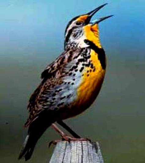 Chim Chiền Chiện, Miền Tây Việt Nam.