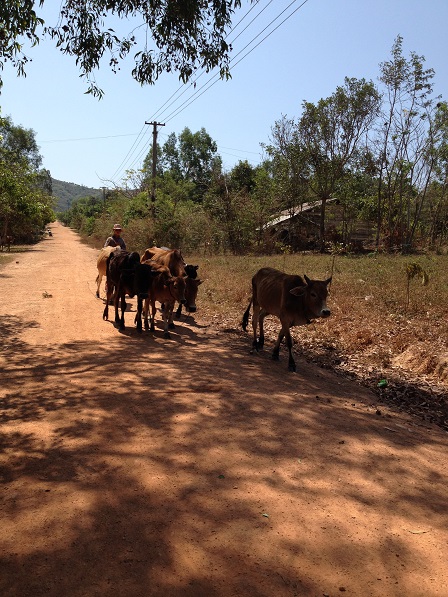 Ảnh em Rick buổi trưa lùa bò đi ăn trên con đường Buôn Làng.
