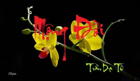 trandatu_Mộng Đời
