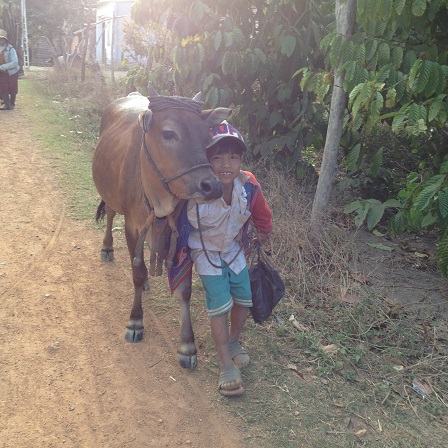 1/ Ảnh buổi chiều trên đường dắt bò về, em Kali dùng sức mình để thắng con bò đi chậm lại.