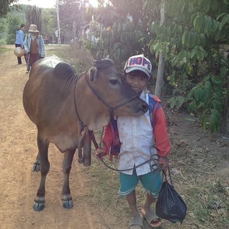 2/ Ảnh em Kali và con bò buổi chiều trên đường về rất thân thiện.