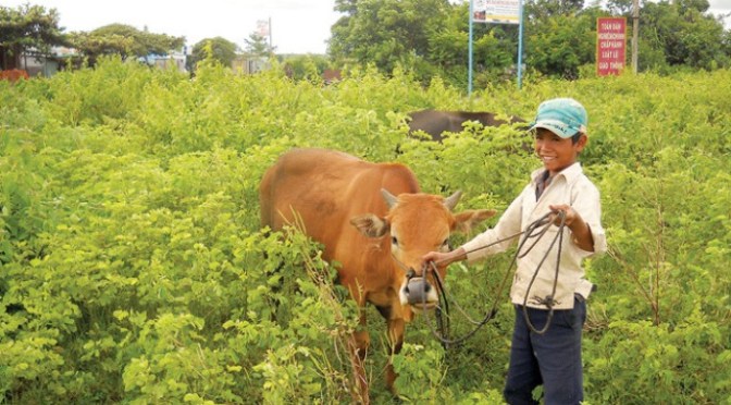 Xin thuốc bổ cho bò
