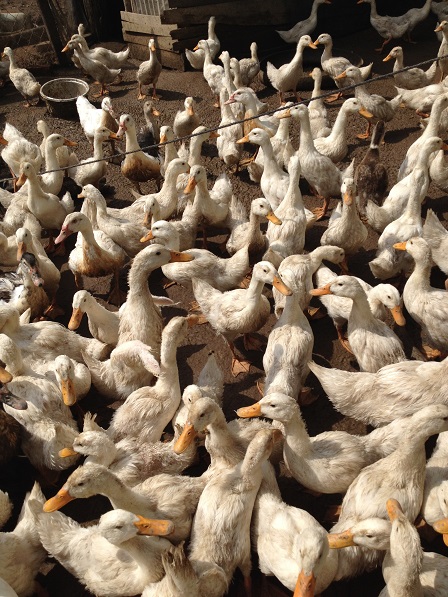 Ảnh đàn vịt của bố mẹ Trường nuôi trước sân nhà, đang nhốn nháo đợi mẹ Trường đi chăn.