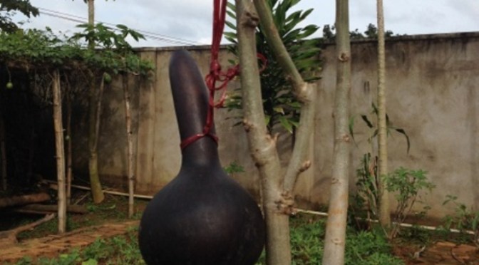 Trái bầu khô cũng cần điều độ