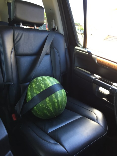 Dưa hấu có ghế riêng và dây nịt an toàn (chị Phượng và Minh Chci đi chợ 2/7/2016)