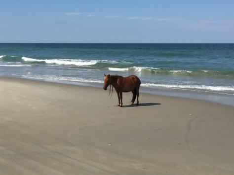 Chú an nhiên tự tại tắm nắng trên bờ biển không màng đến thế sự.